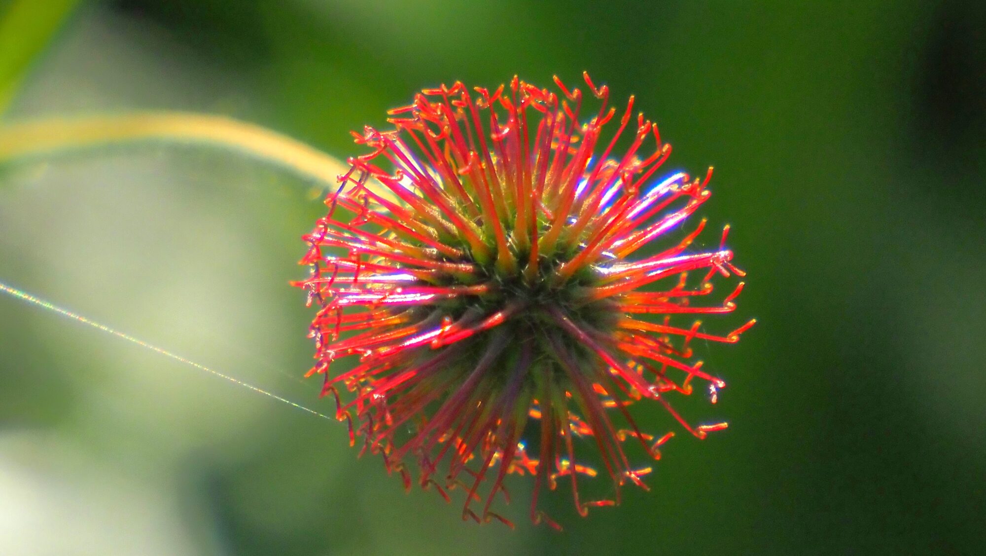 Valokuvaaja: Arja Valtonen