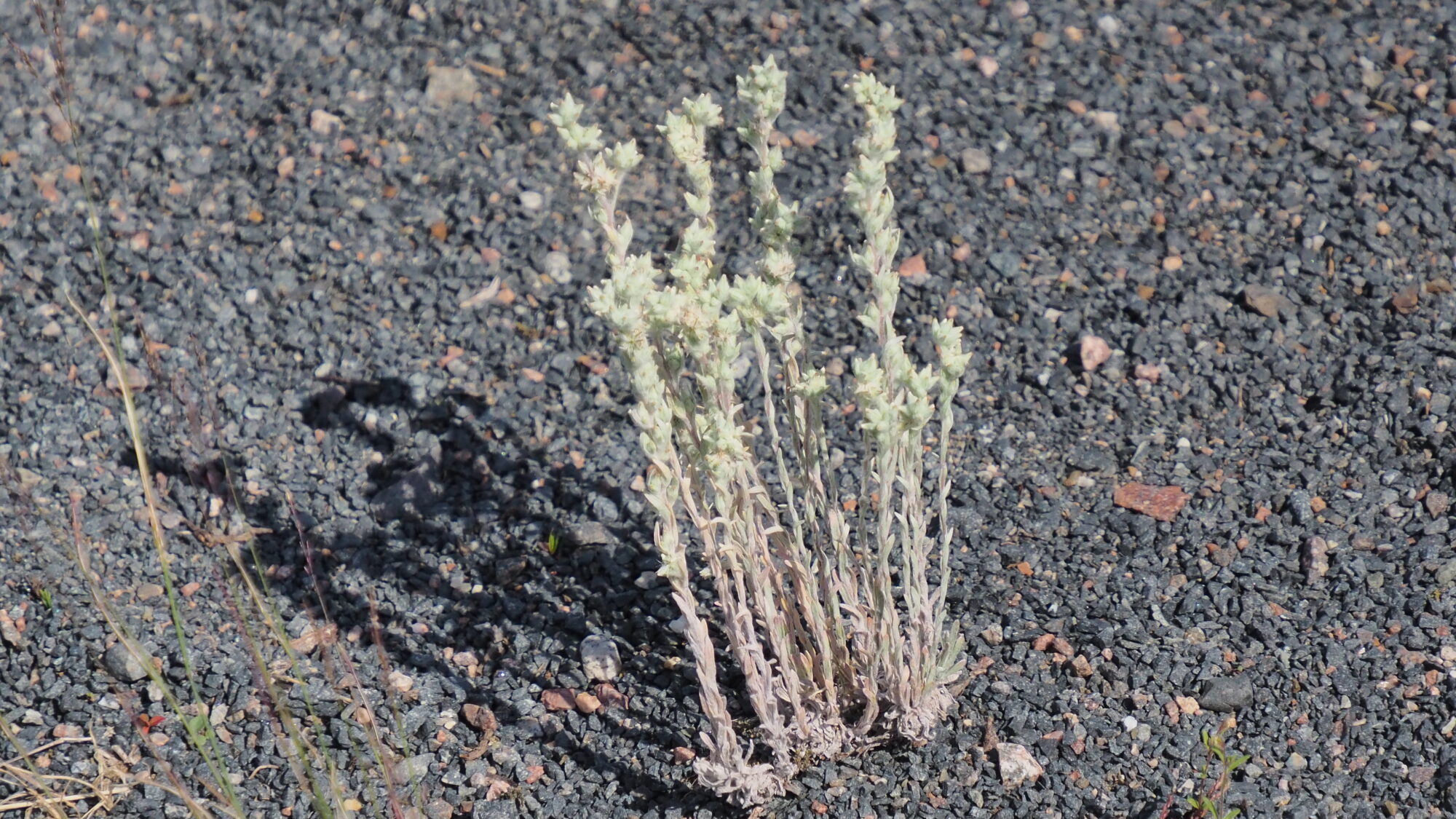 Valokuvaaja: Martti Valtonen