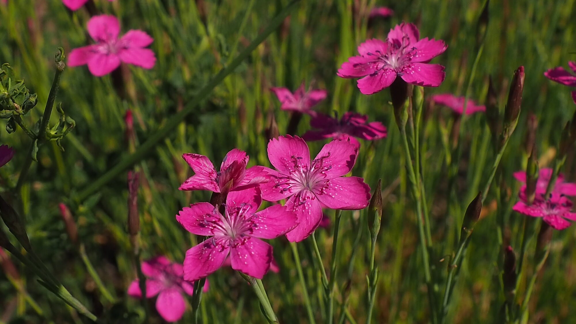 Valokuvaaja: Martti Valtonen