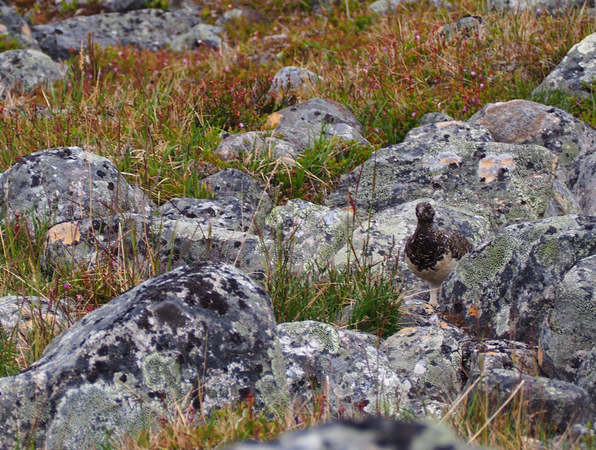 Valokuvaaja: Jenni Kauppinen