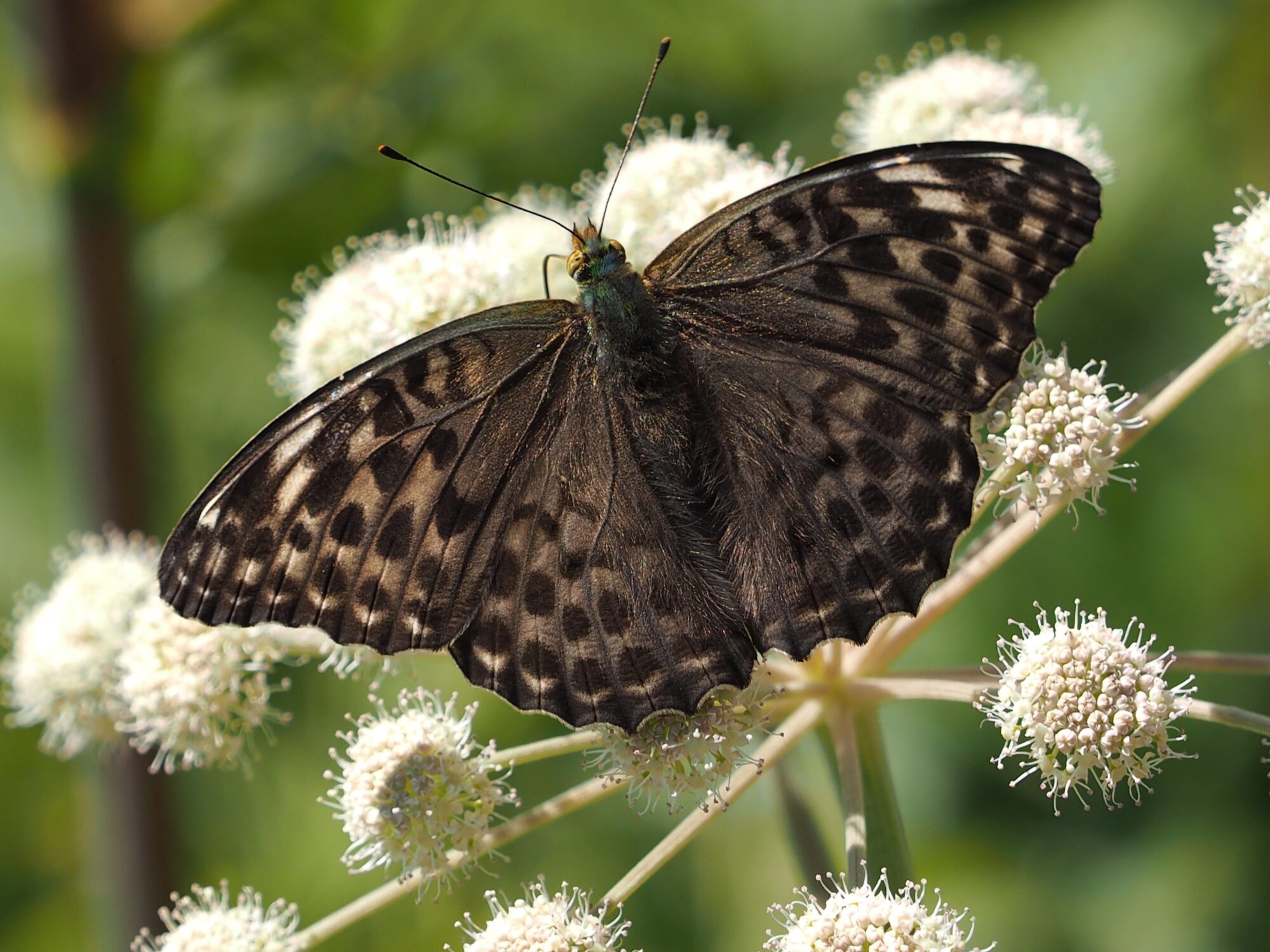 Valokuvaaja: Leif Blomqvist