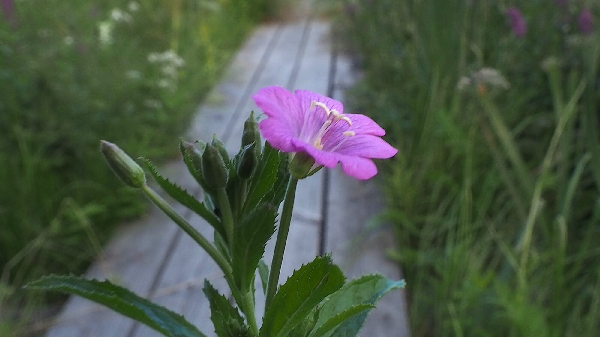 Valokuvaaja: Martti Valtonen