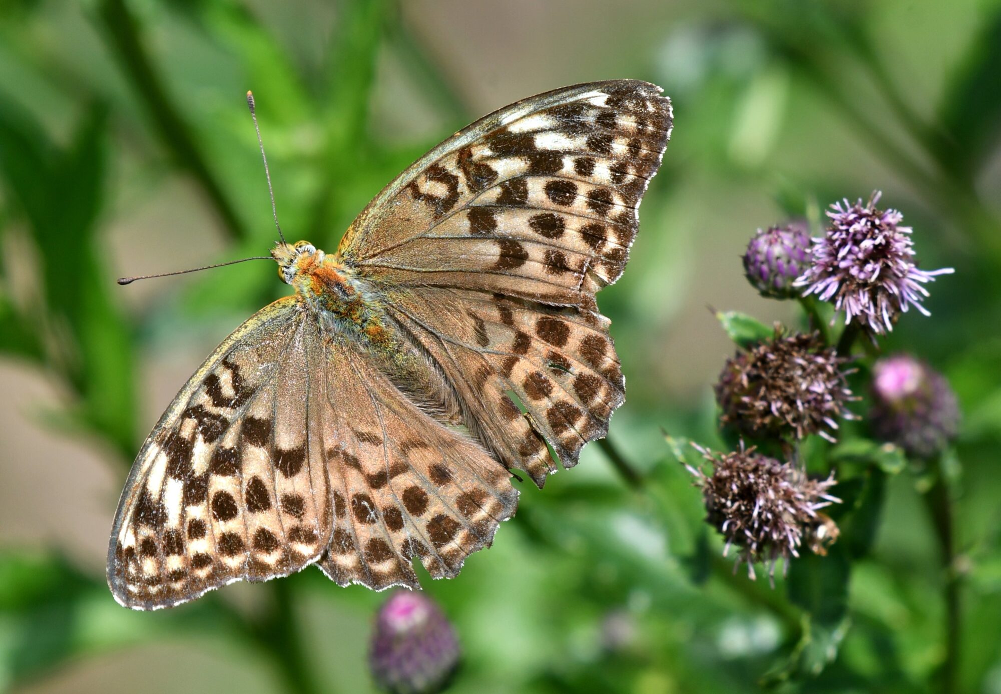 Valokuvaaja: Antti Kaskinen