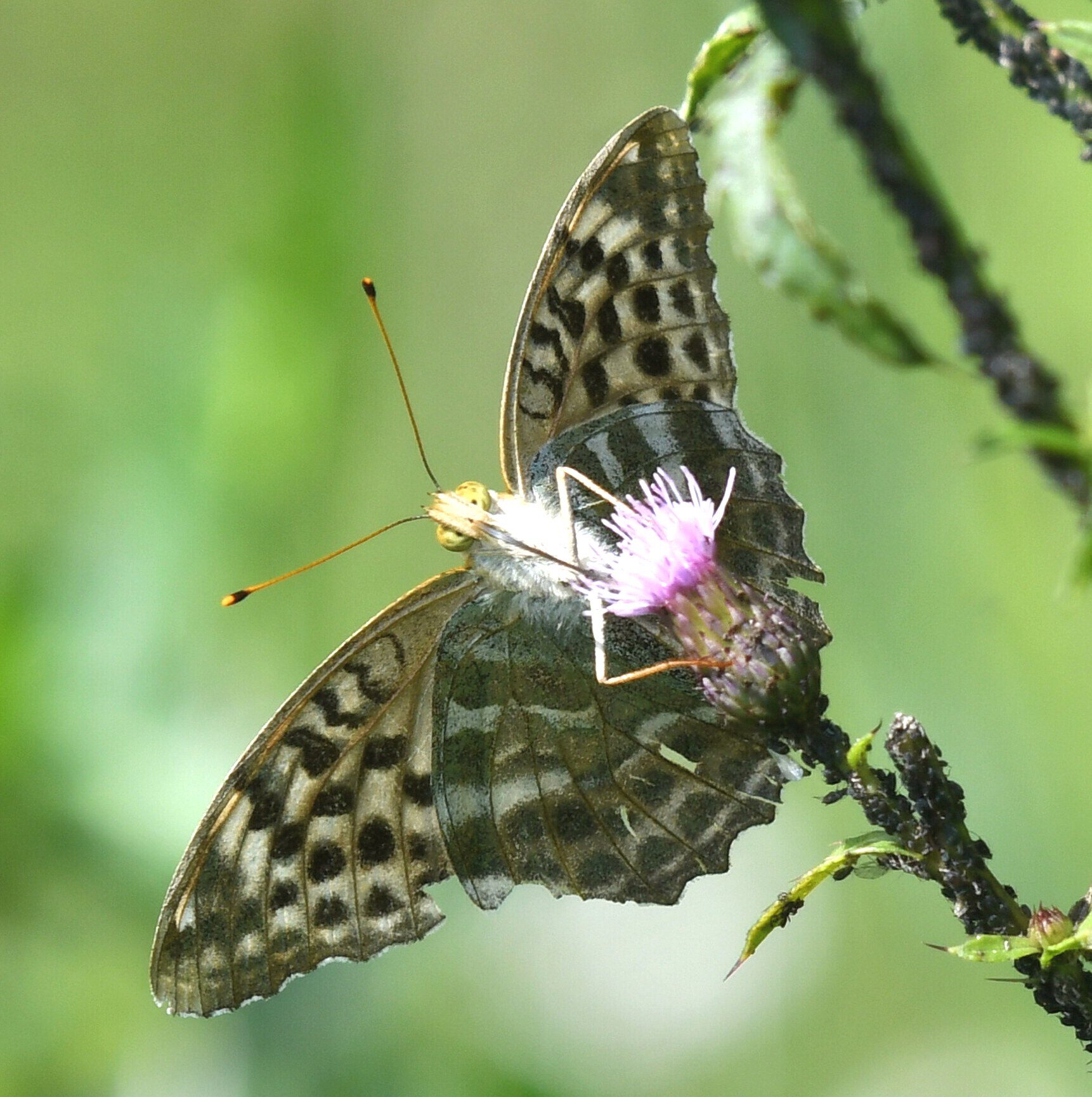 Valokuvaaja: Antti Kaskinen