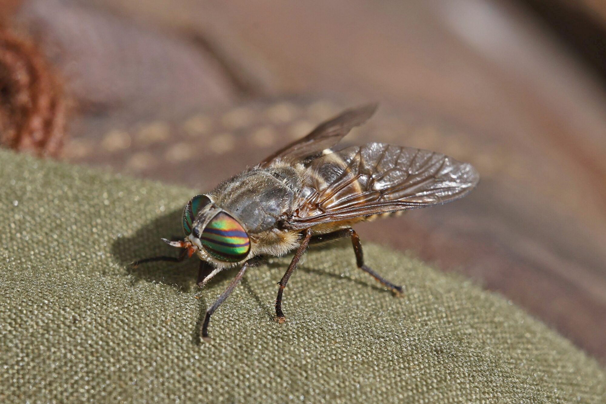 Valokuvaaja: TOMMI KUJALA Valokuvaaja: TOMMI KUJALA