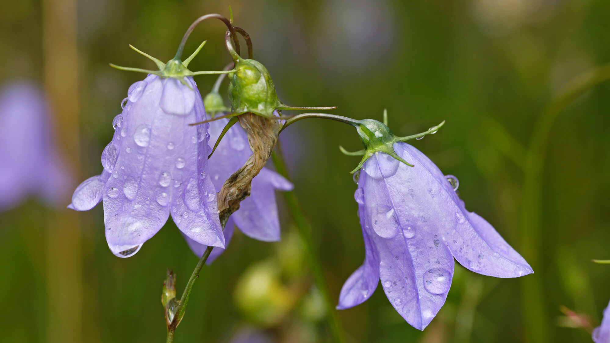 Valokuvaaja: TOMMI KUJALA