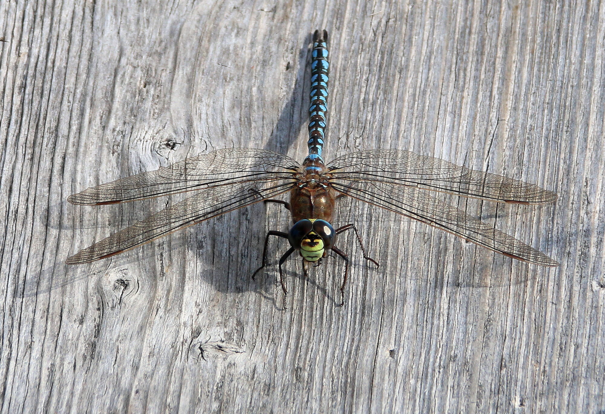 Valokuvaaja: Tuukka Pahtamaa Valokuvaaja: Tuukka Pahtamaa