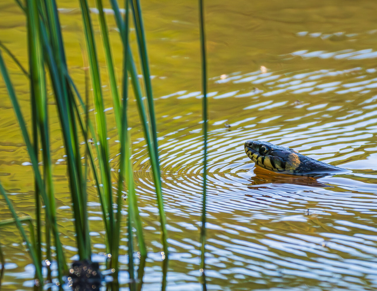Valokuvaaja: Taina Mäntyranta