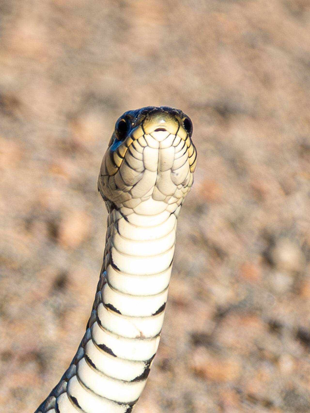 Valokuvaaja: Taina Mäntyranta