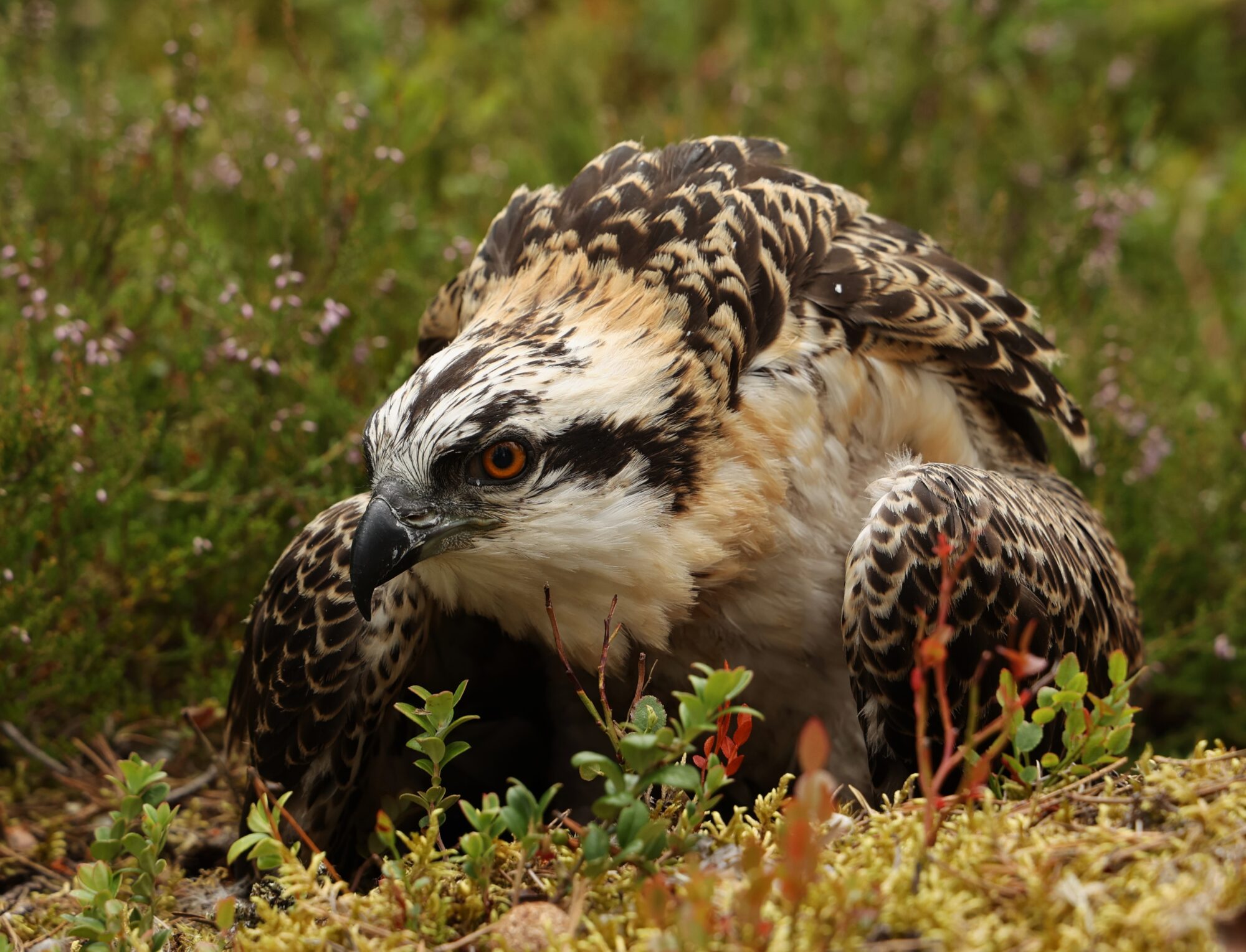 Valokuvaaja: Kaarina Heiskanen