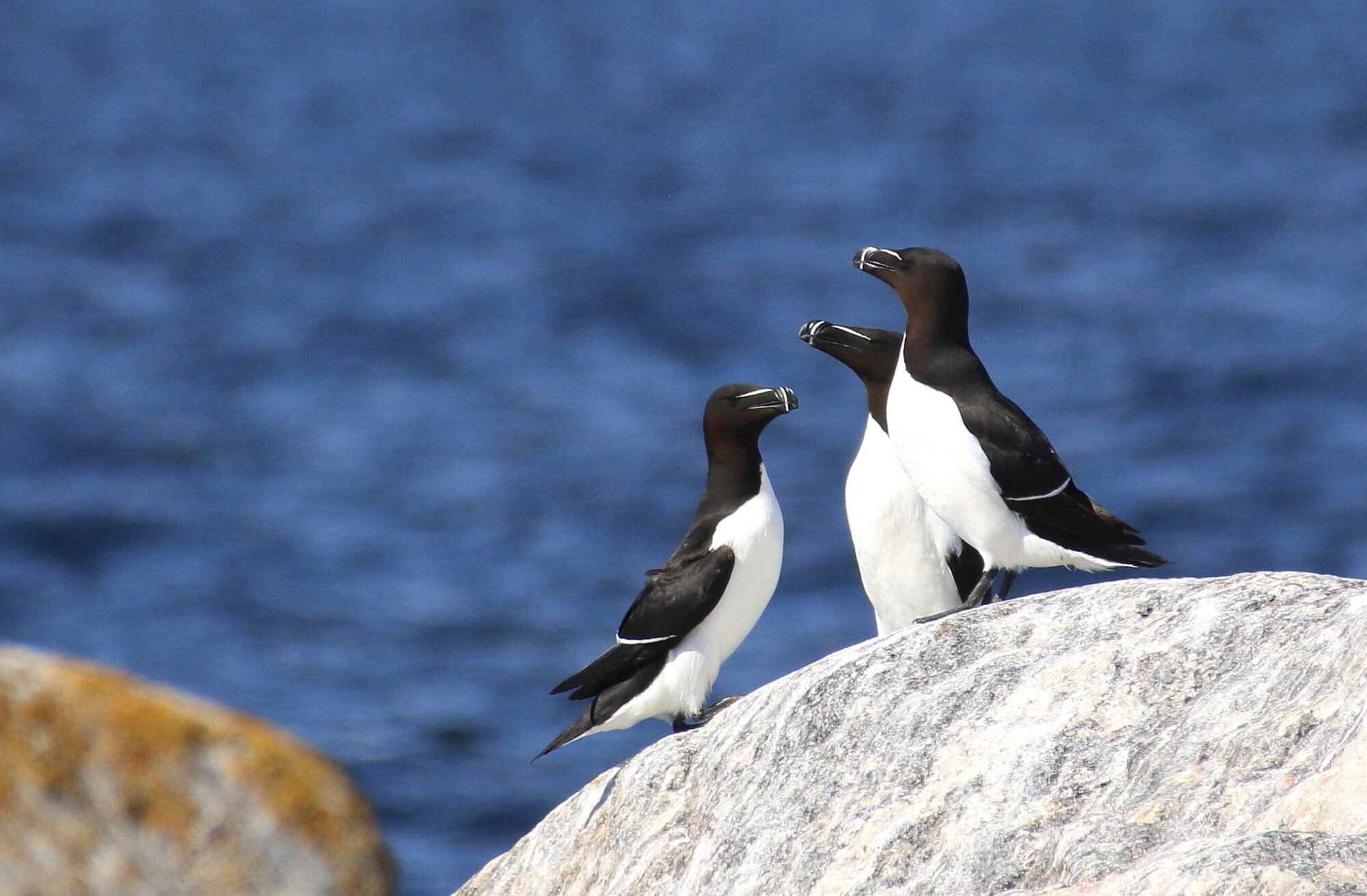 Valokuvaaja: Tuukka Pahtamaa Valokuvaaja: Tuukka Pahtamaa