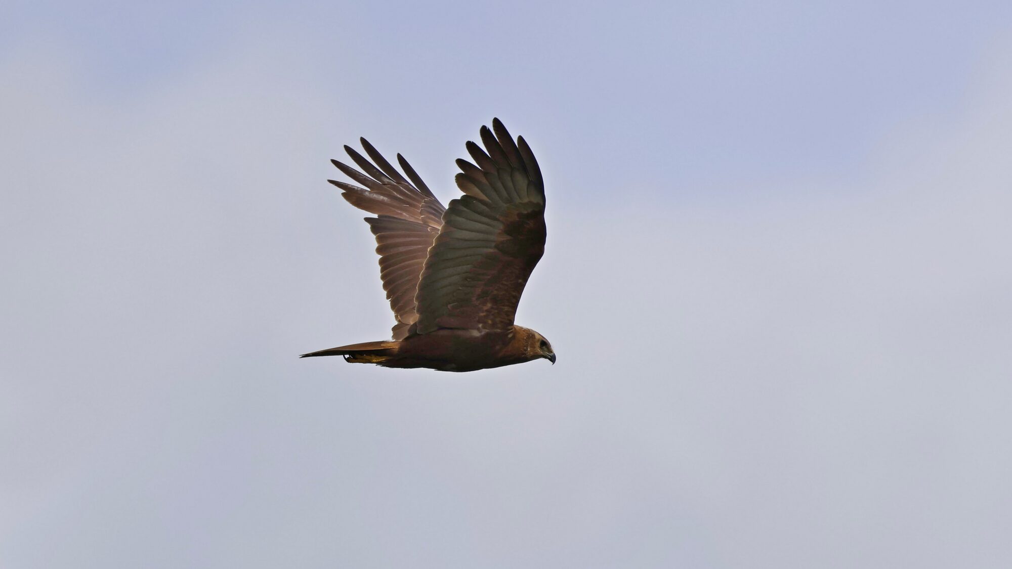 Valokuvaaja: TOMMI KUJALA Valokuvaaja: TOMMI KUJALA