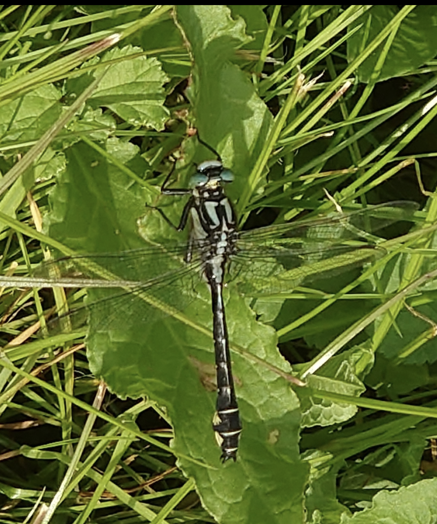 Valokuvaaja: Roppola jouni