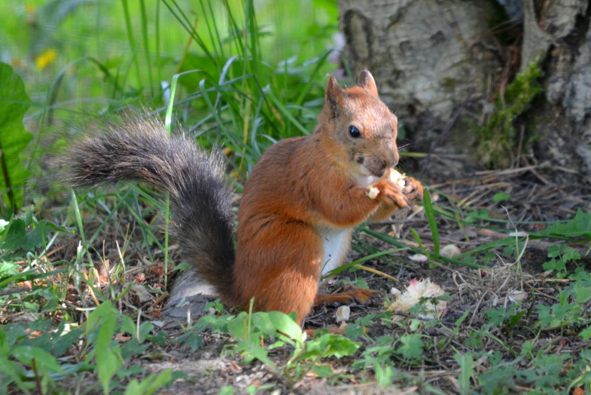 Valokuvaaja: Kaarlo Asikainen