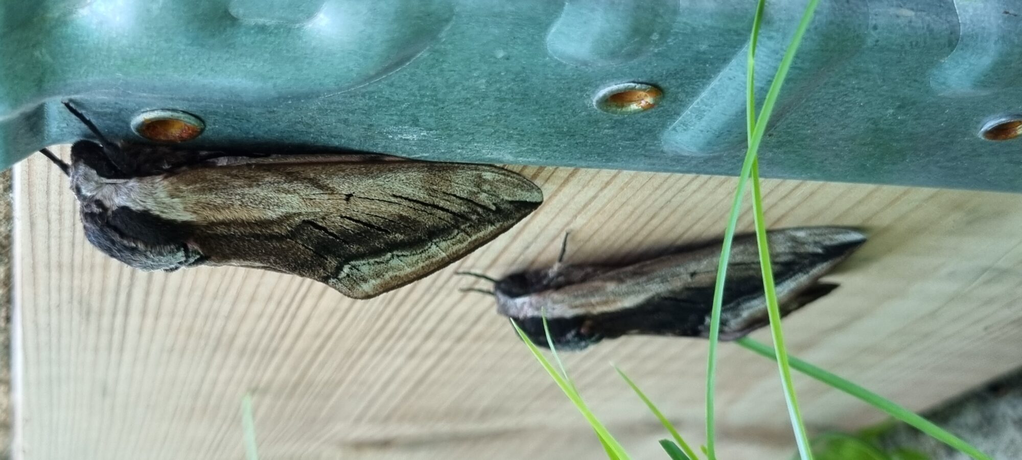 Valokuvaaja: Raija Härkönen