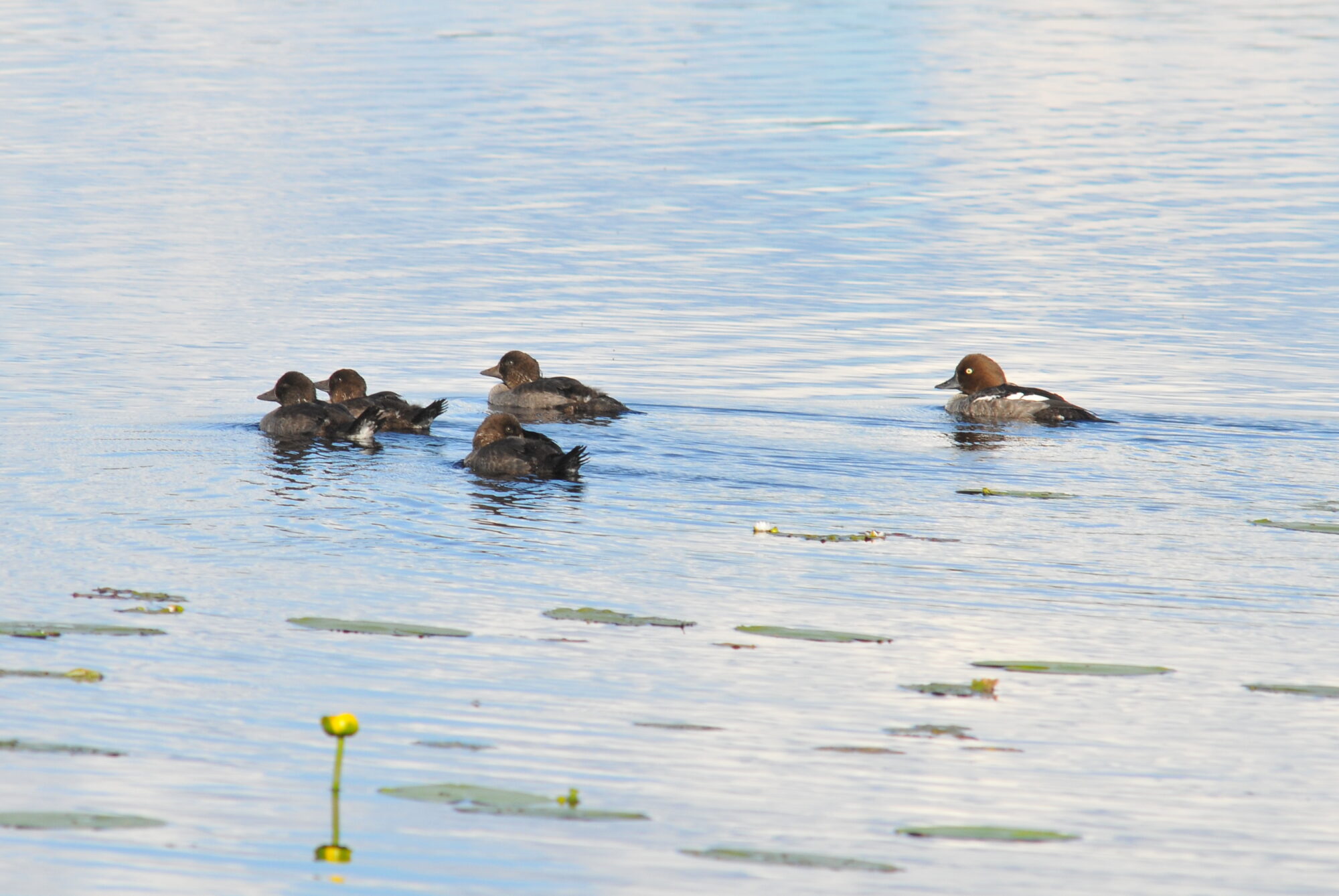 Valokuvaaja: Kaarlo Asikainen