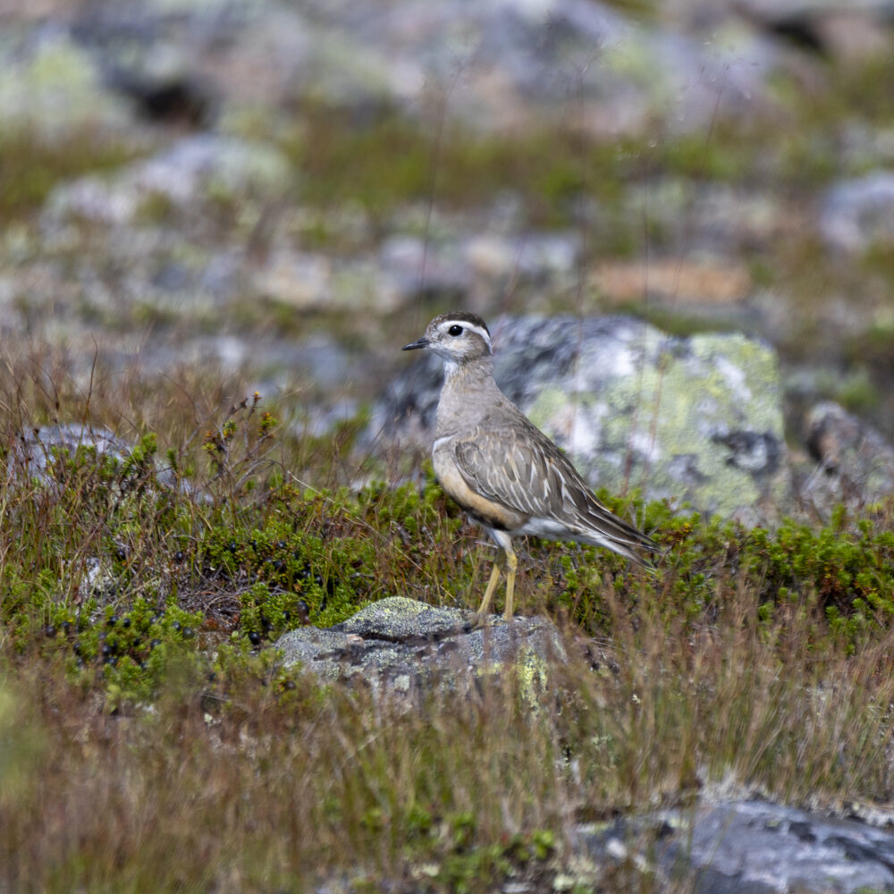 Valokuvaaja: Hannu Tikkanen