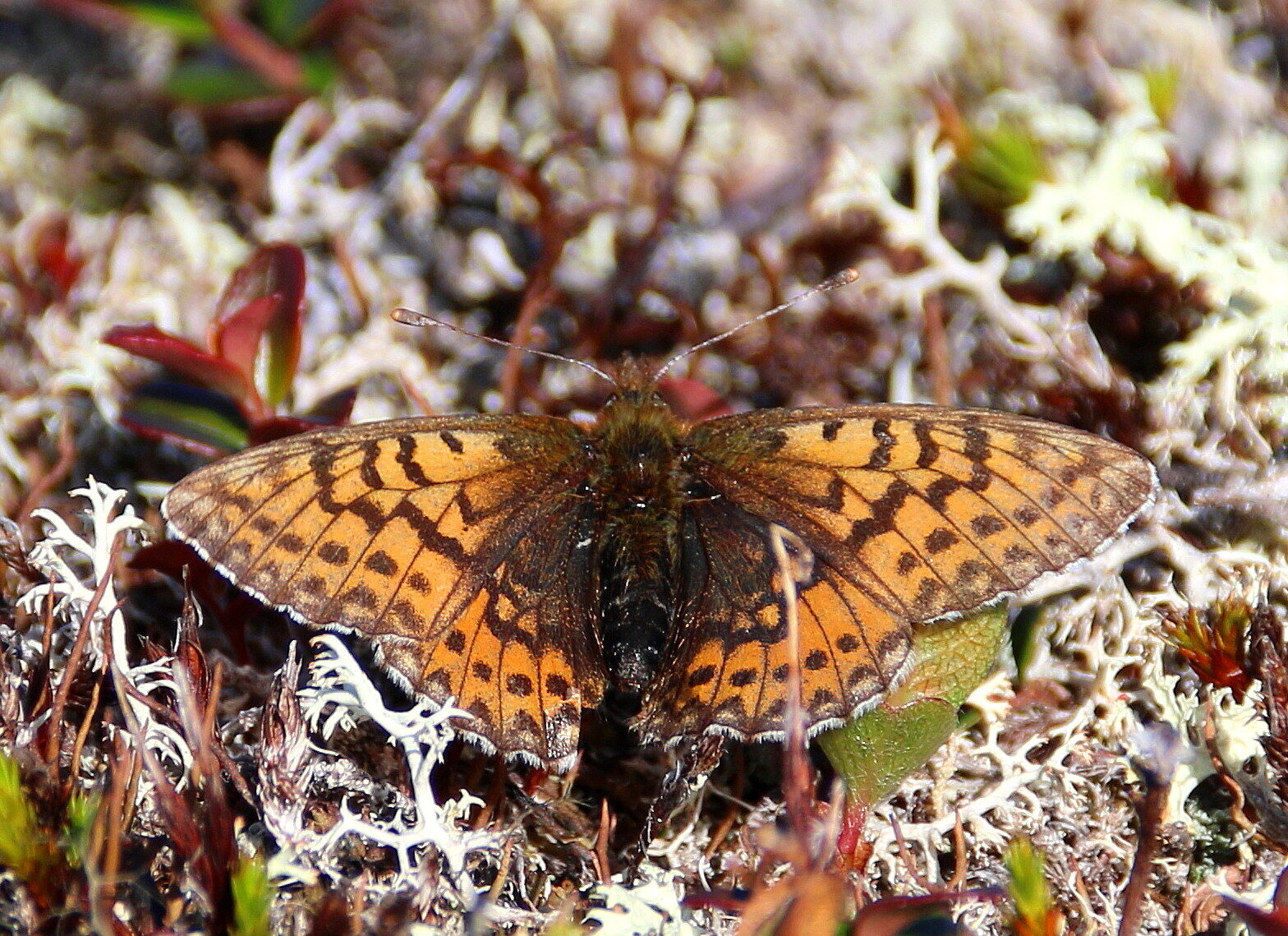 Valokuvaaja: Tuukka Pahtamaa