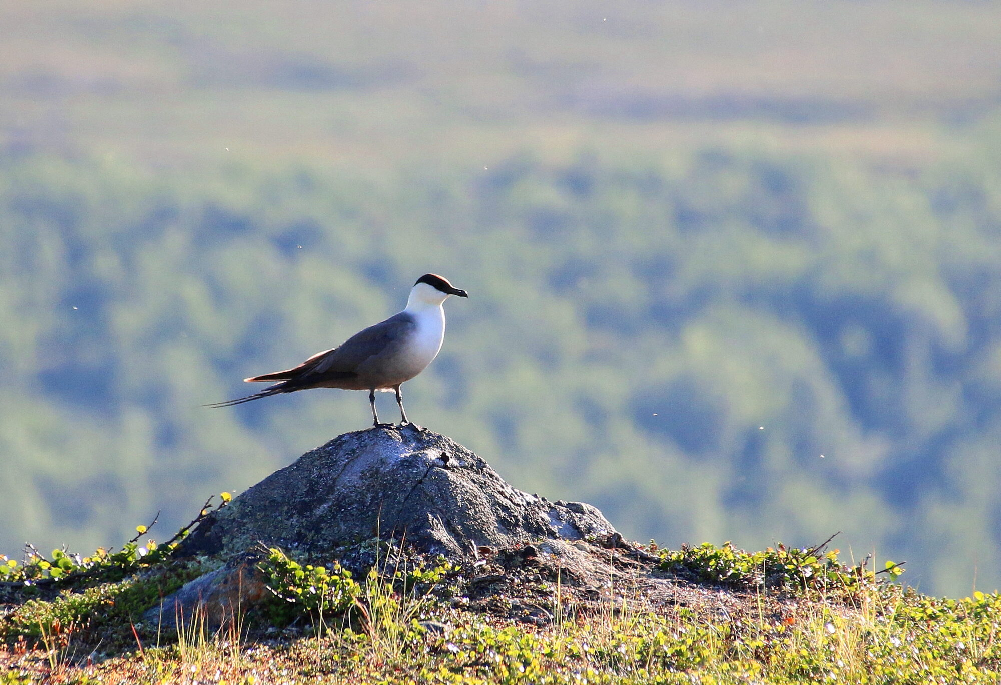 Valokuvaaja: Tuukka Pahtamaa