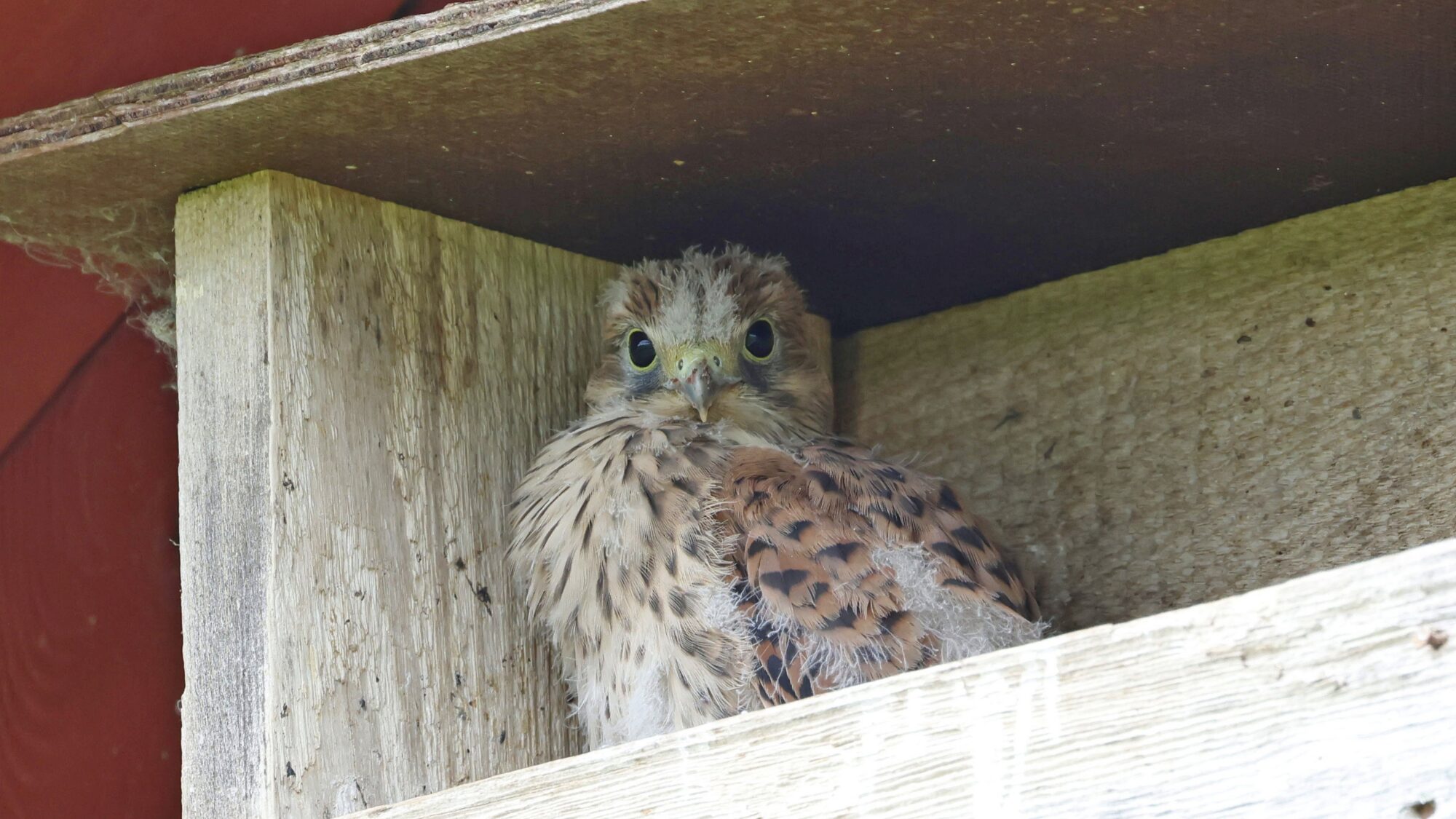 Valokuvaaja: TOMMI KUJALA