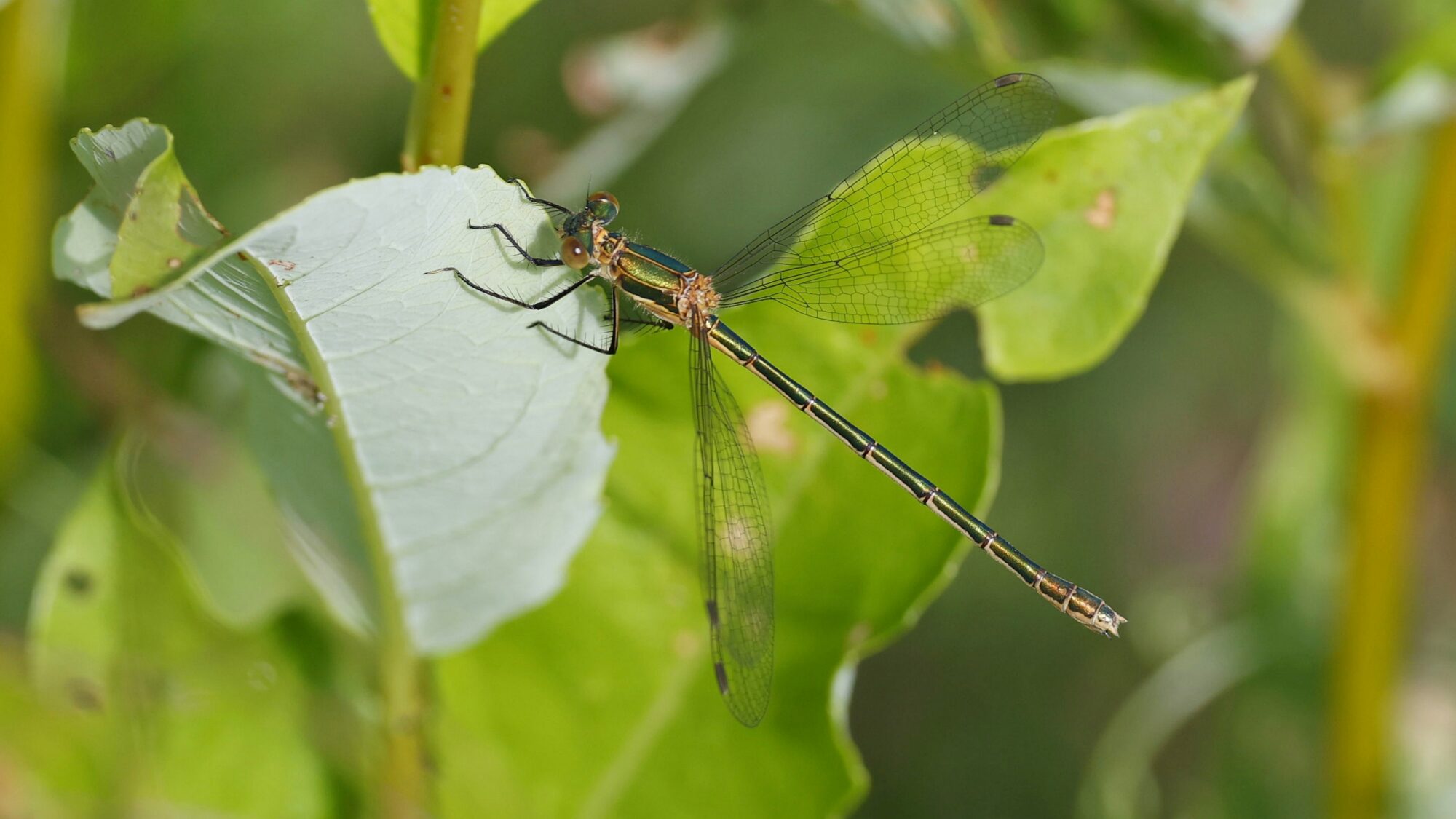 Valokuvaaja: TOMMI KUJALA