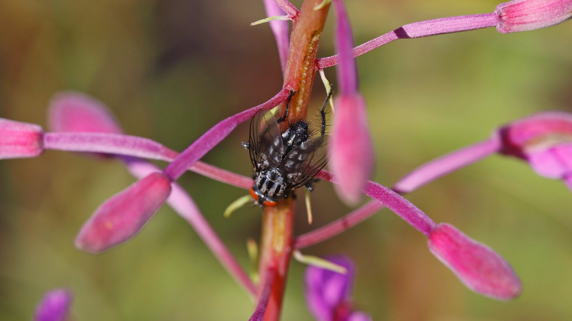 Valokuvaaja: TOMMI KUJALA Valokuvaaja: TOMMI KUJALA