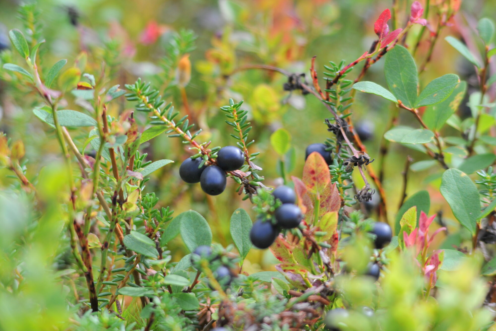 Valokuvaaja: Kaarlo Asikainen