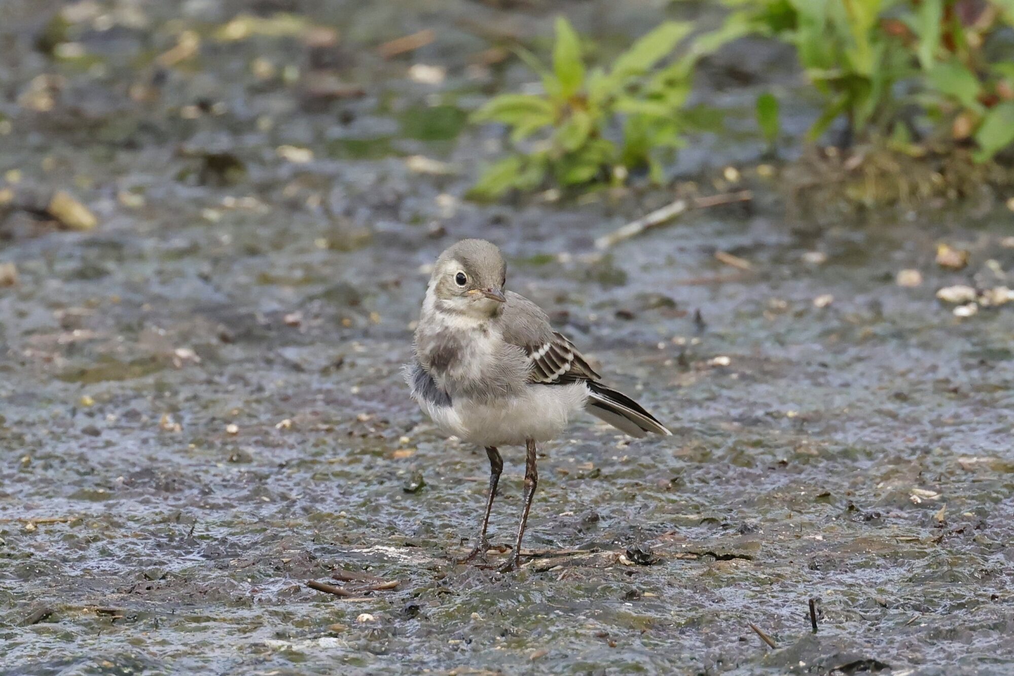 Valokuvaaja: TOMMI KUJALA Valokuvaaja: TOMMI KUJALA