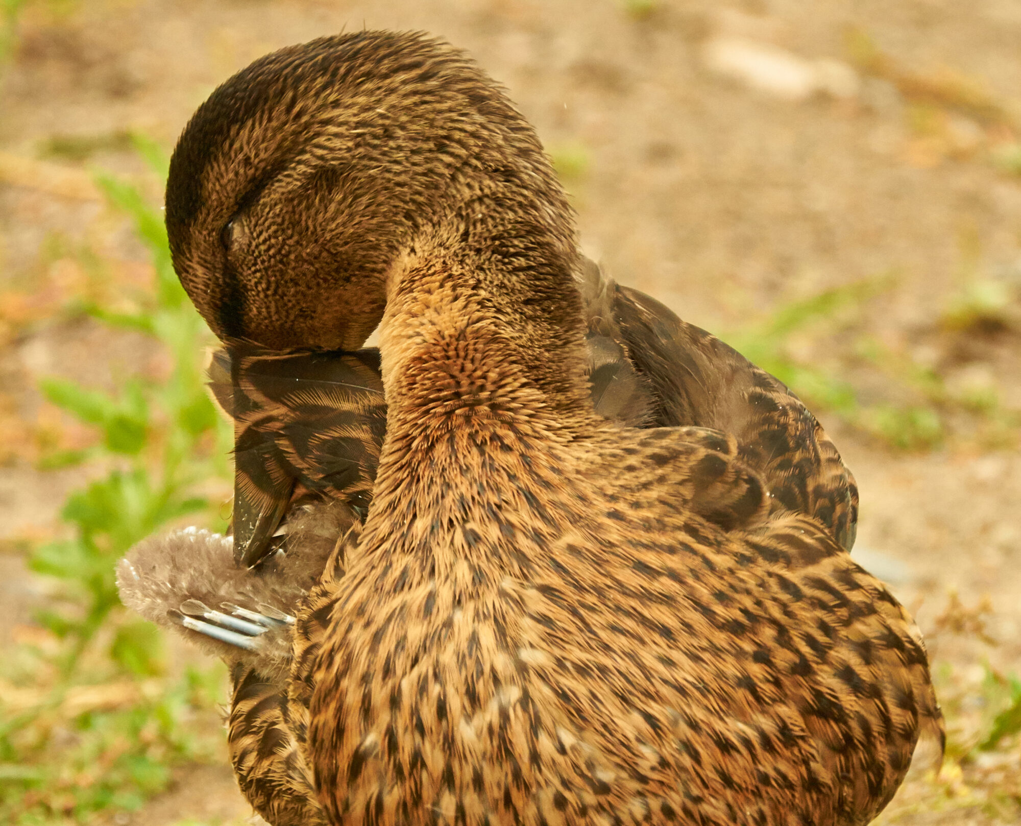 Valokuvaaja: Tarja Kouvo