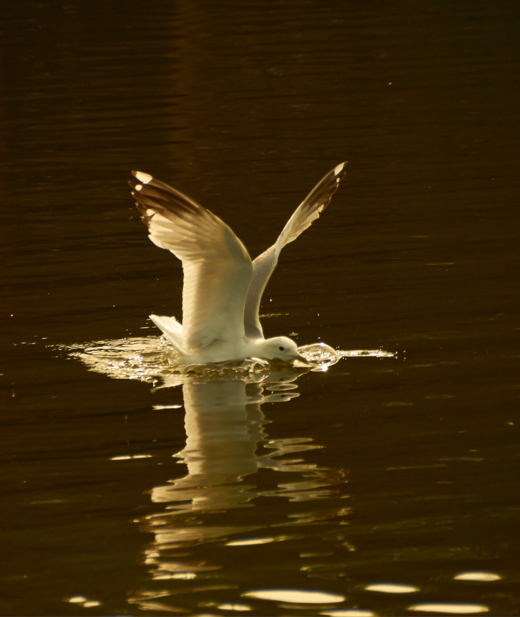 Valokuvaaja: Tarja Kouvo