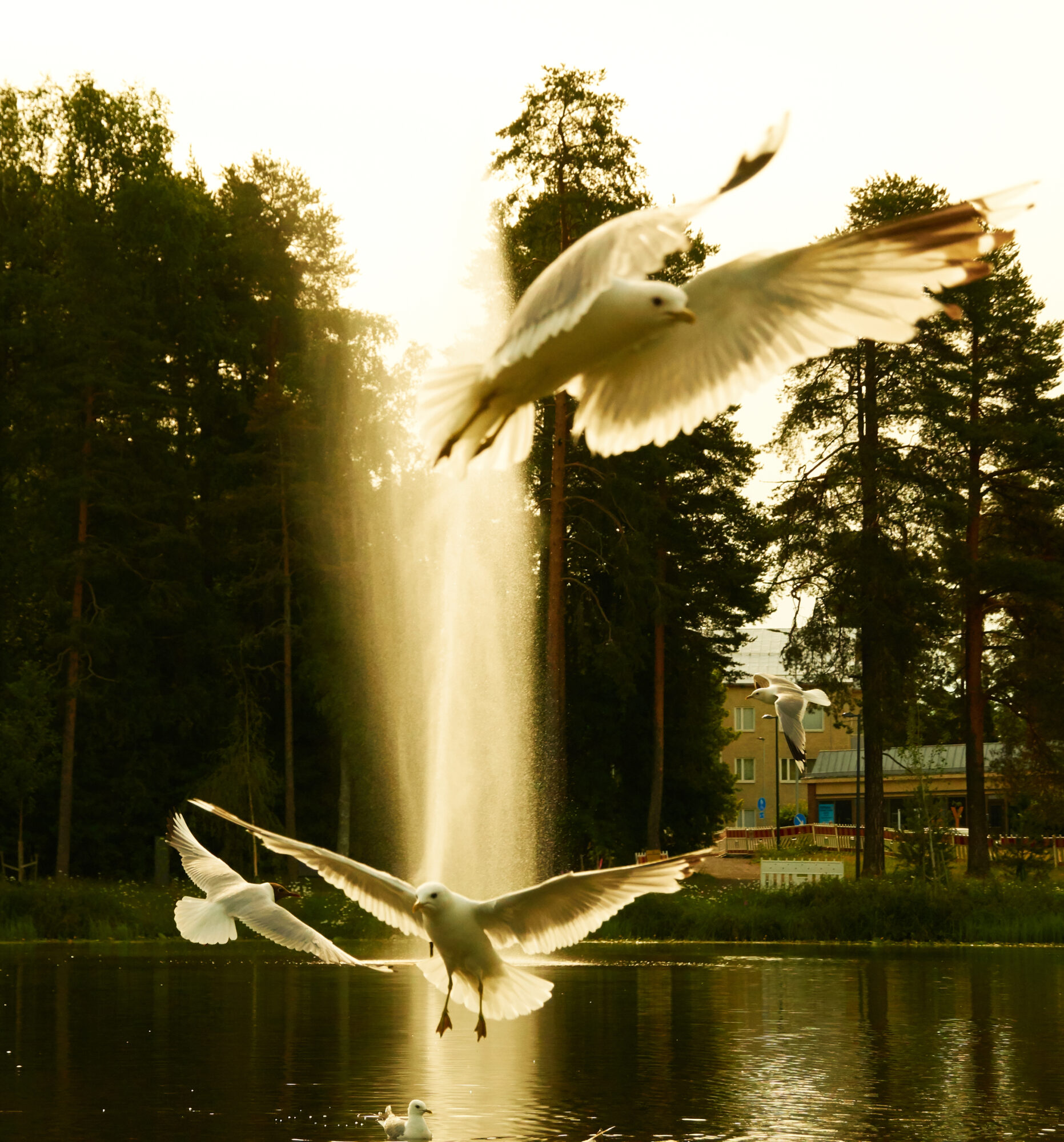 Valokuvaaja: Tarja Kouvo