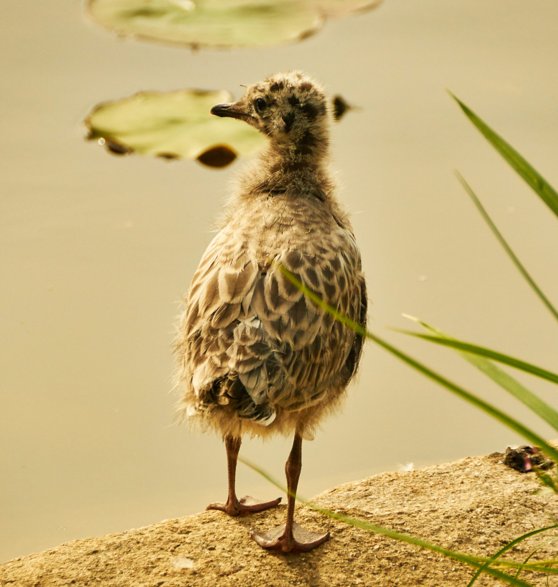 Valokuvaaja: Tarja Kouvo