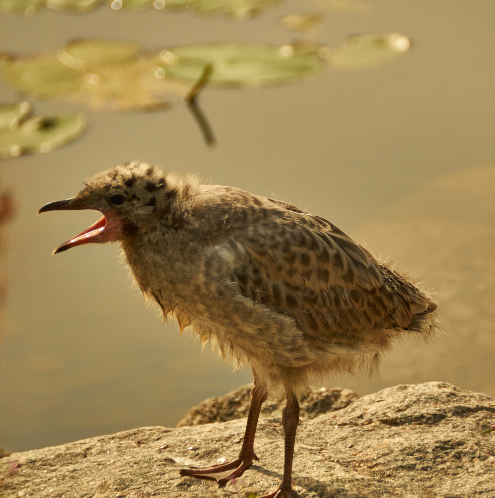 Valokuvaaja: Tarja Kouvo