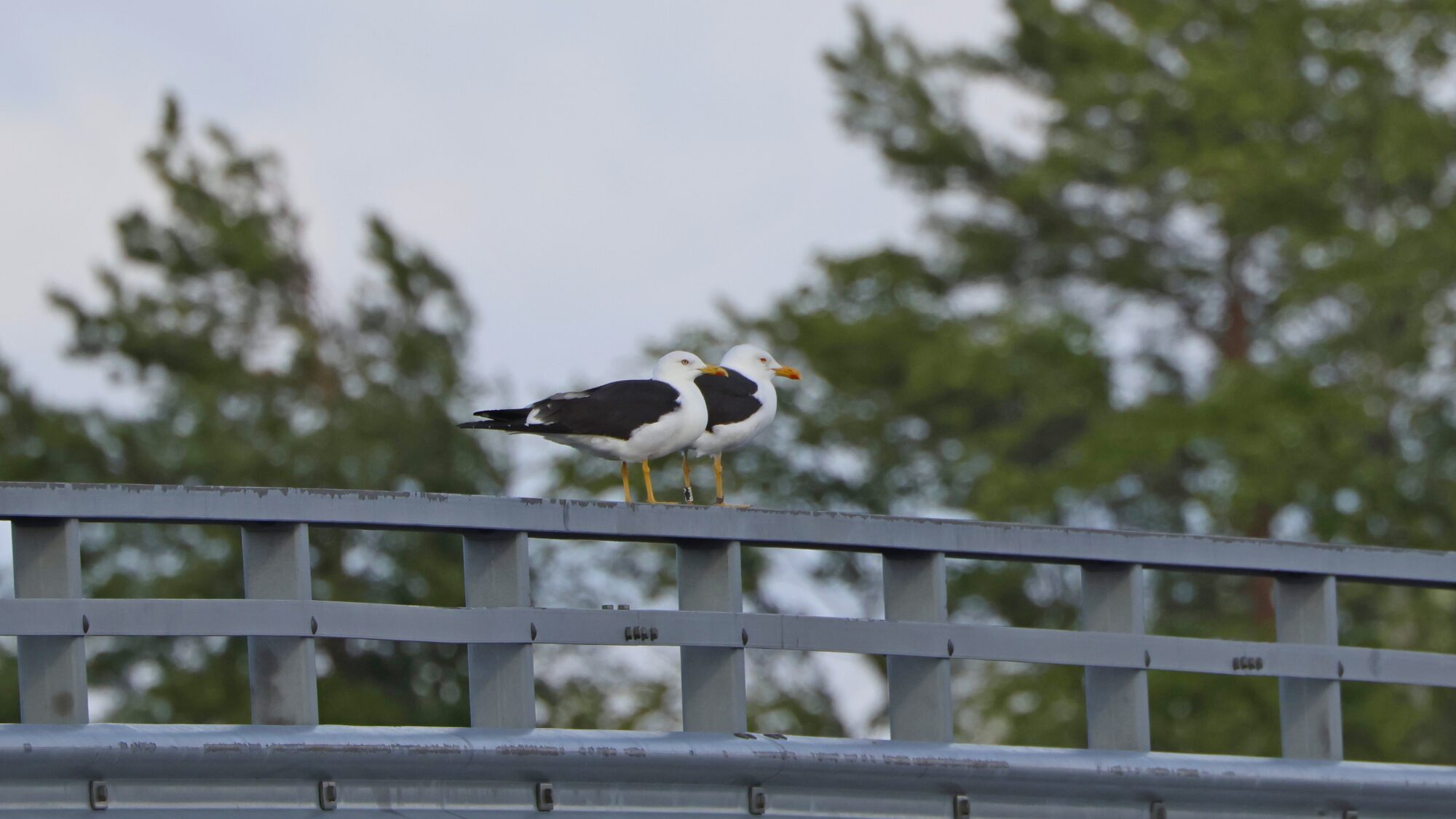 Valokuvaaja: TOMMI KUJALA