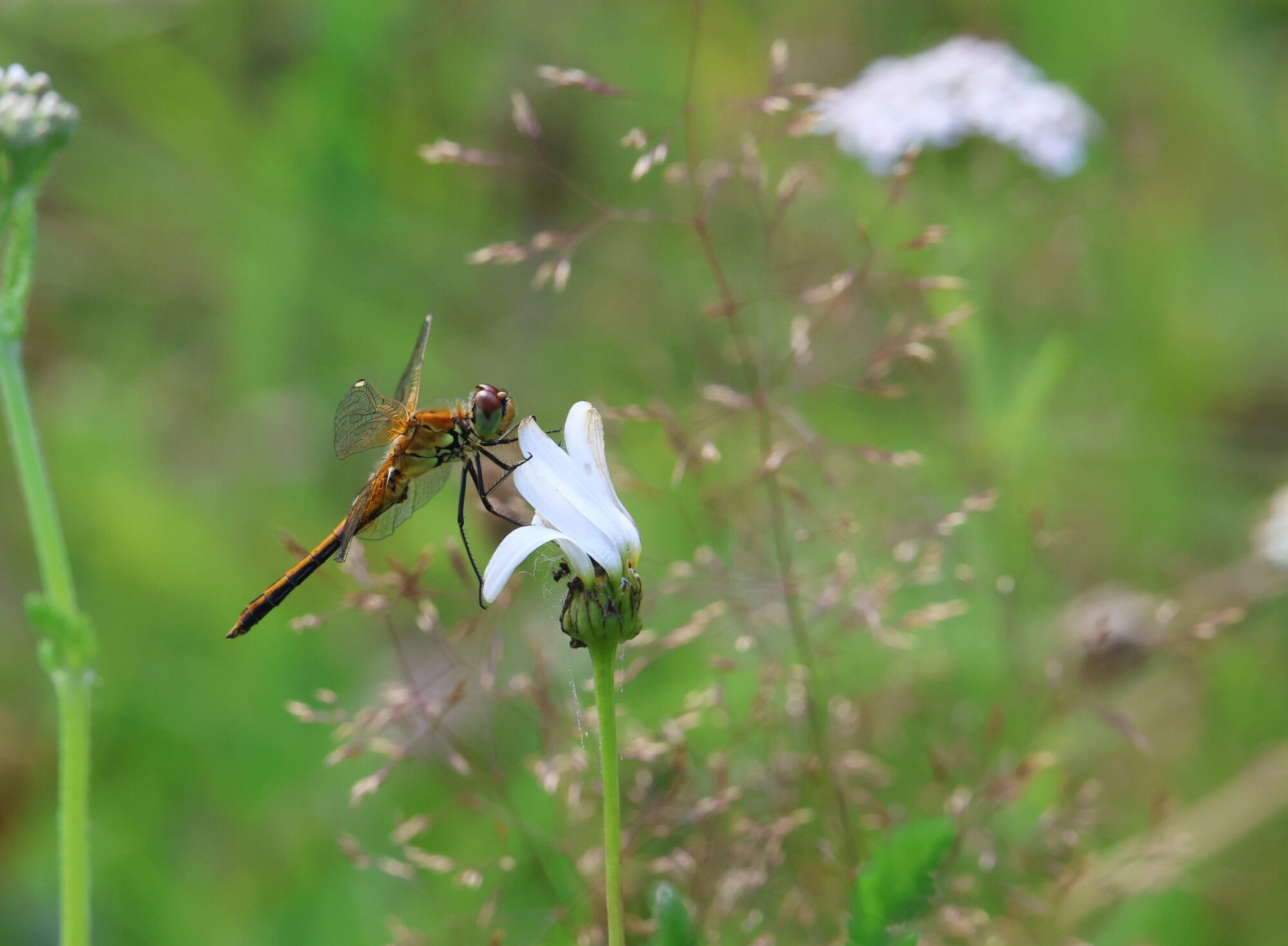 Valokuvaaja: Jaana Saarelainen