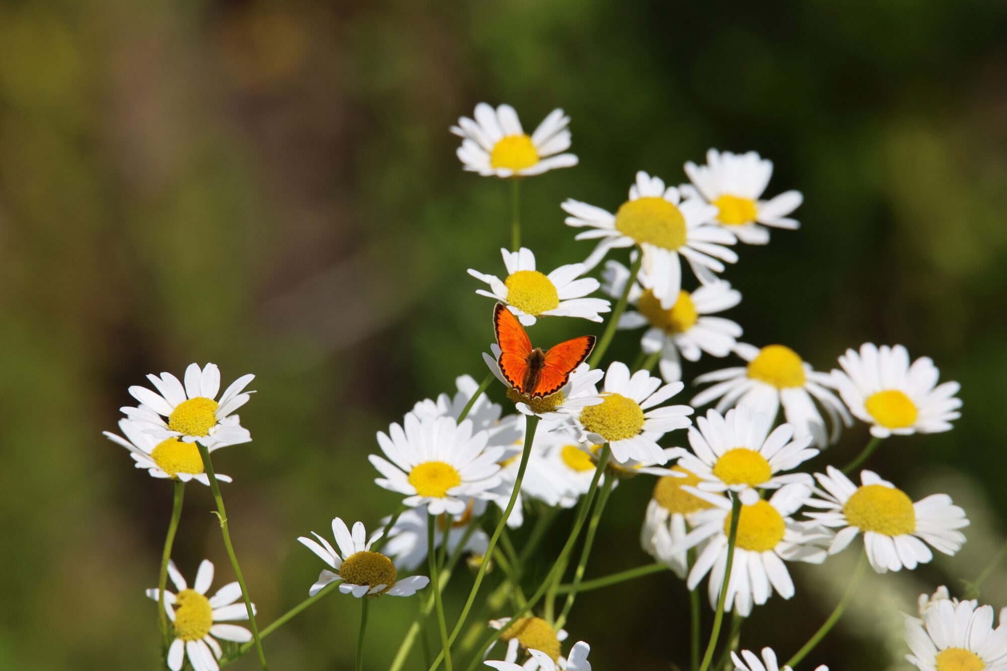 Valokuvaaja: Jaana Saarelainen