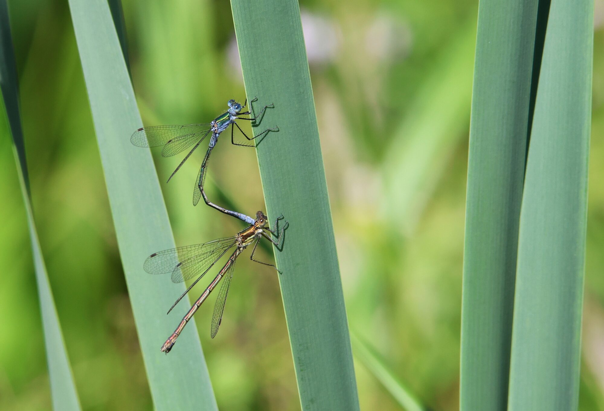 Valokuvaaja: Jaana Saarelainen