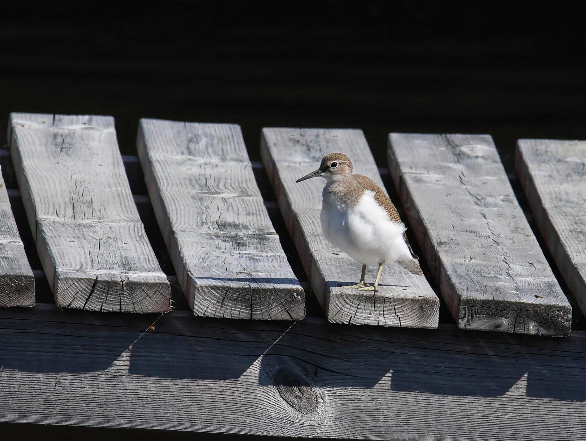 Valokuvaaja: Jaana Saarelainen