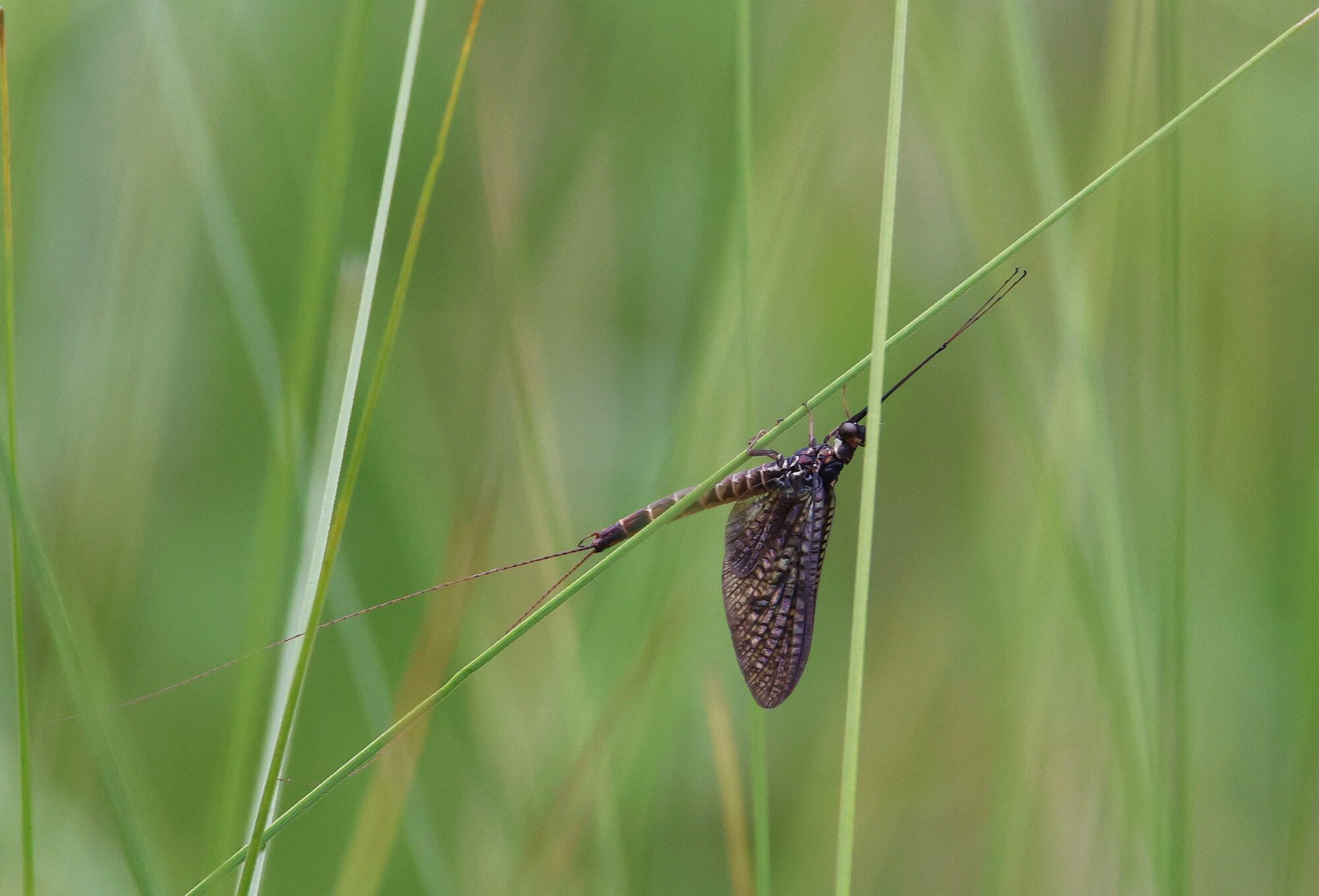 Valokuvaaja: Jaana Saarelainen