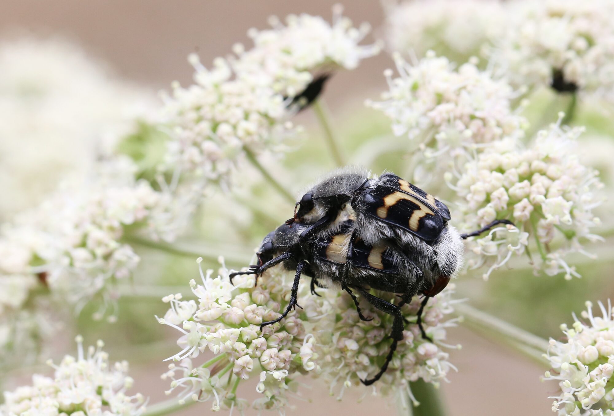 Valokuvaaja: Jaana Saarelainen
