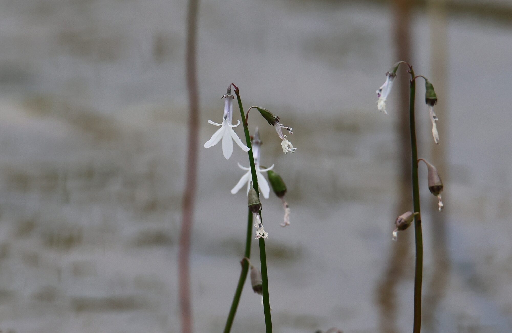 Valokuvaaja: Jaana Saarelainen