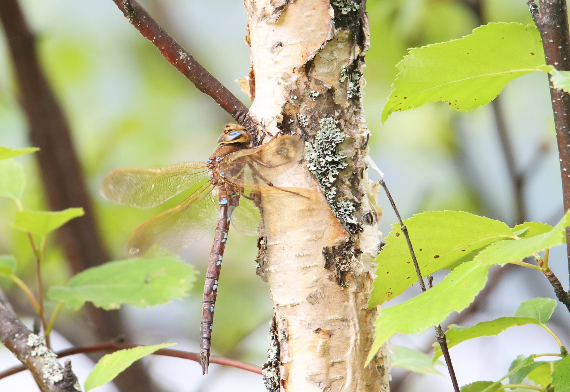 Valokuvaaja: Jaana Saarelainen