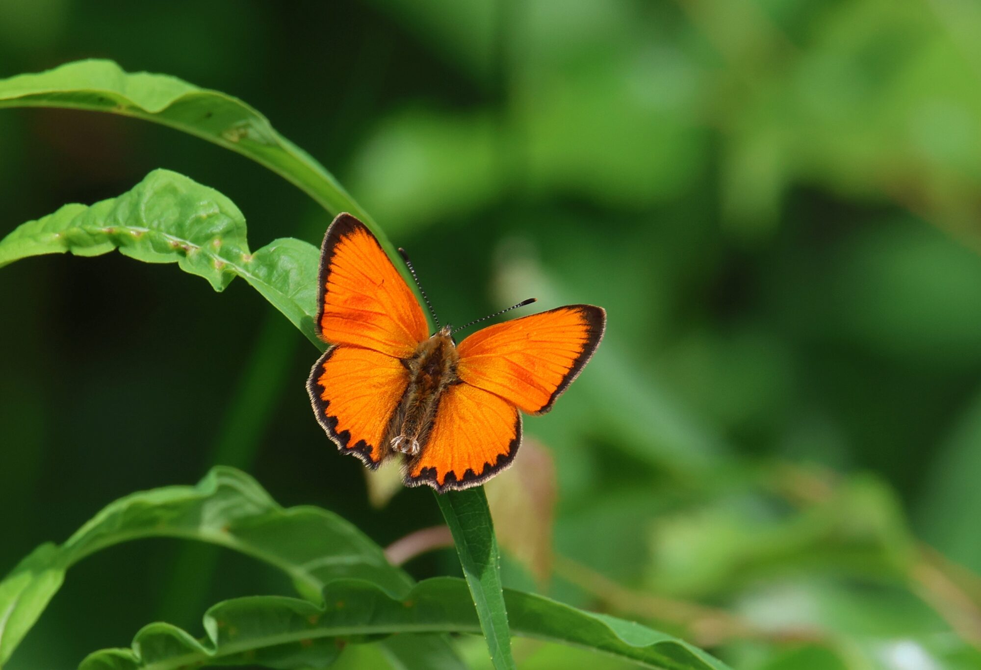 Valokuvaaja: Jaana Saarelainen