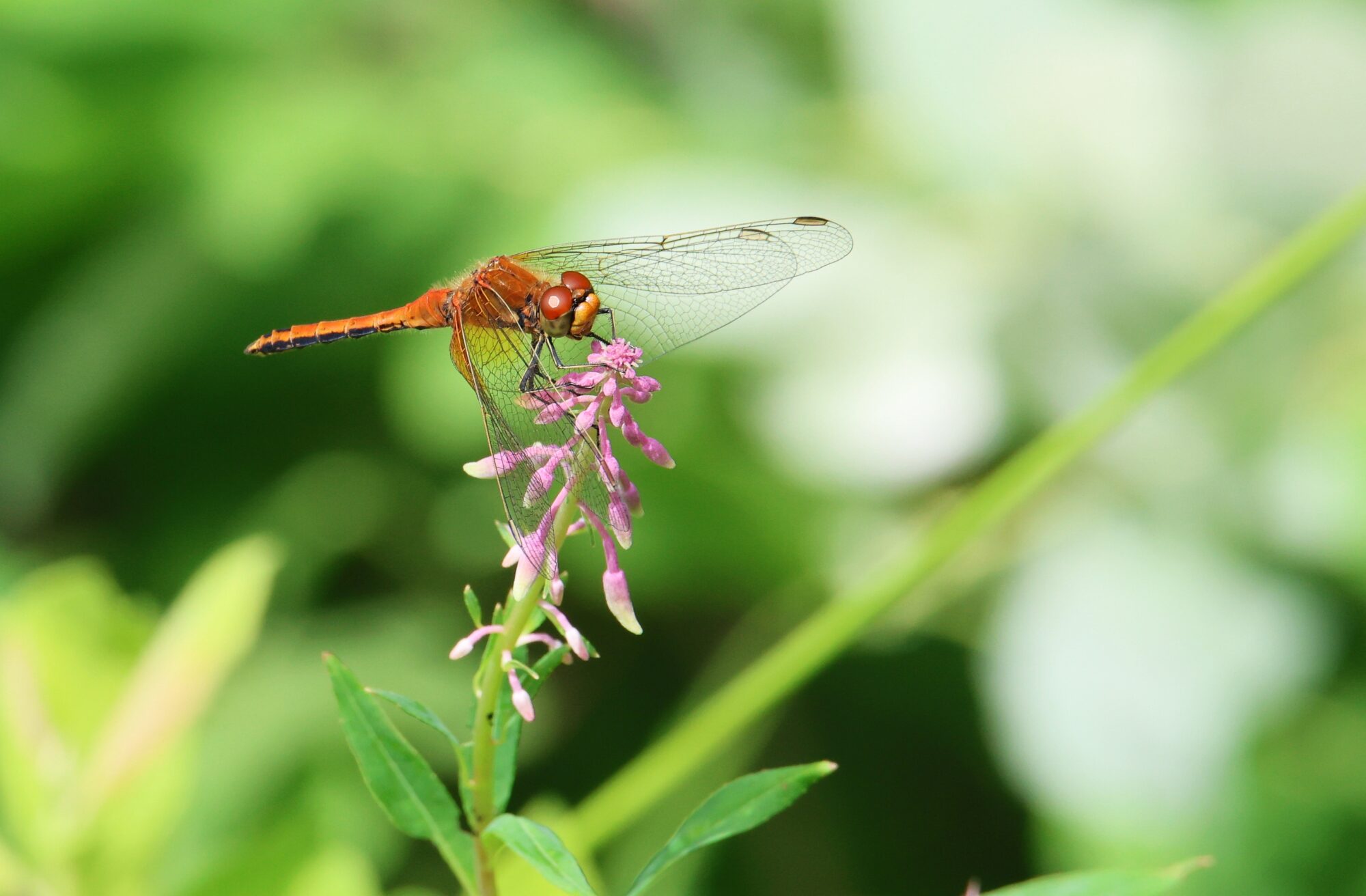 Valokuvaaja: Jaana Saarelainen