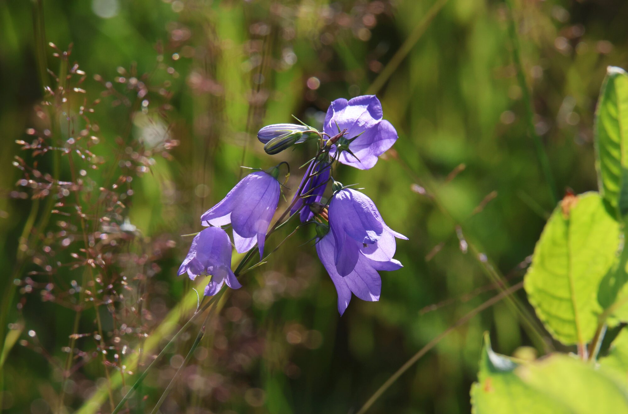Valokuvaaja: Jaana Saarelainen