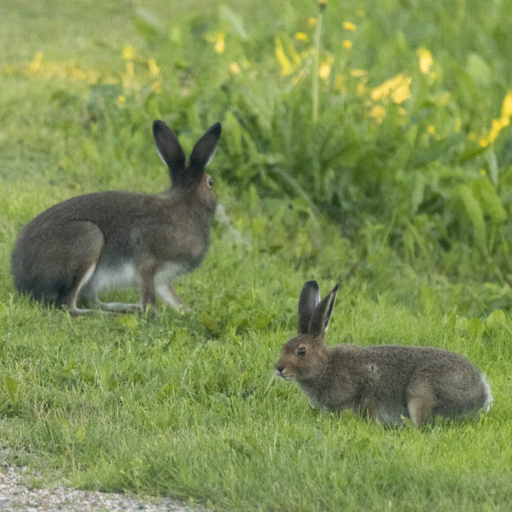 Valokuvaaja: Hannu Tikkanen
