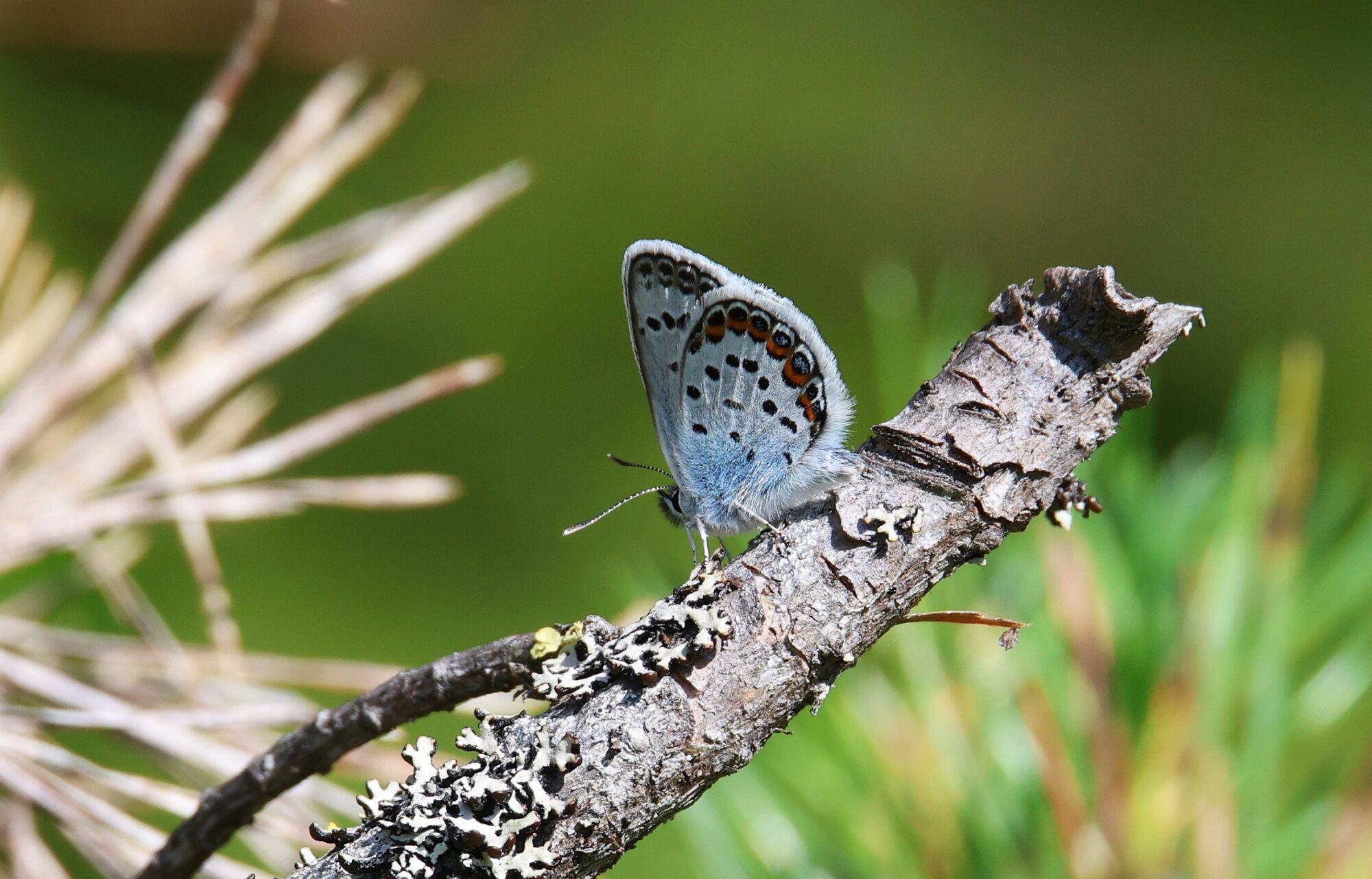Valokuvaaja: Jaana Saarelainen