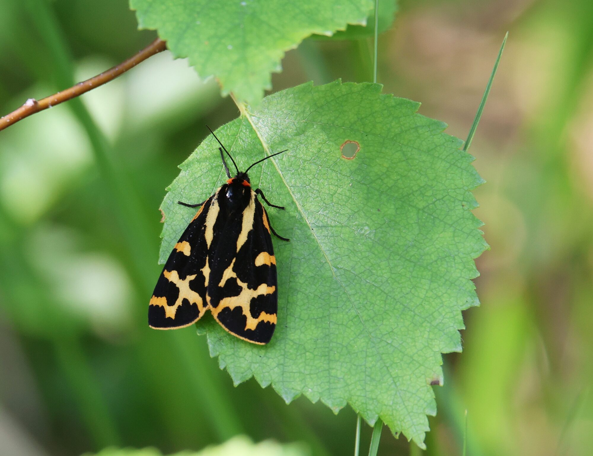 Valokuvaaja: Jaana Saarelainen Valokuvaaja: Jaana Saarelainen