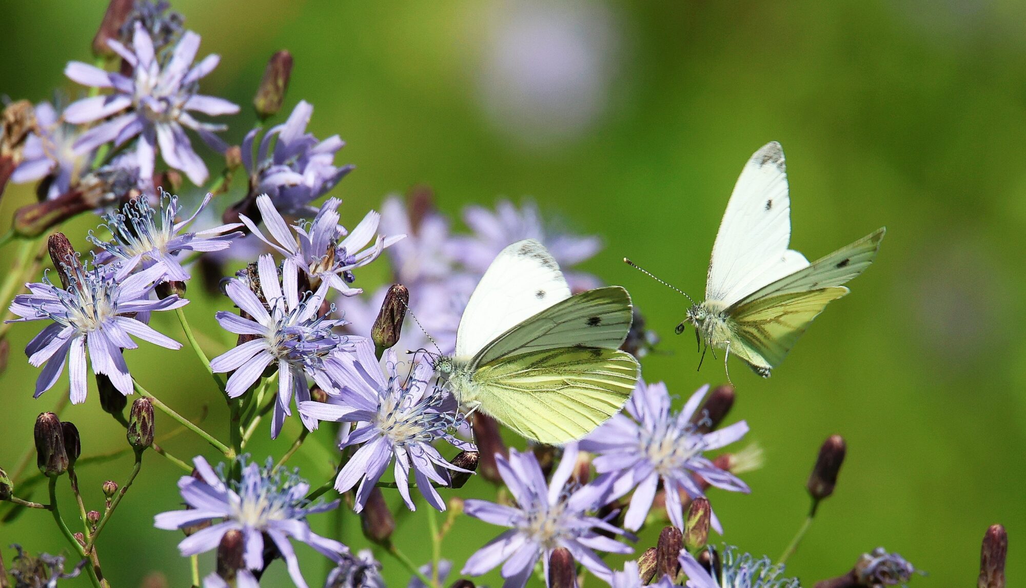 Valokuvaaja: Jaana Saarelainen