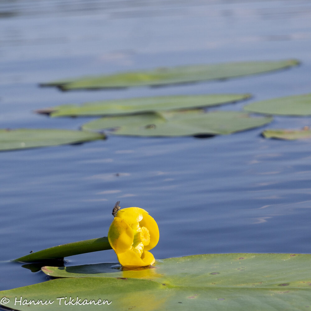 Valokuvaaja: Hannu Tikkanen